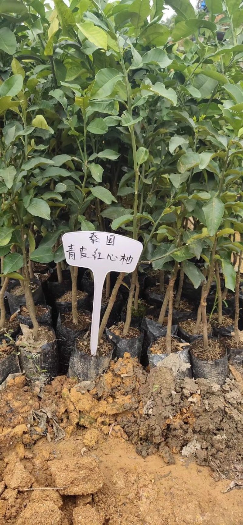 广西柚子苗泰国柚子苗青皮柚子苗青皮柚成活率高