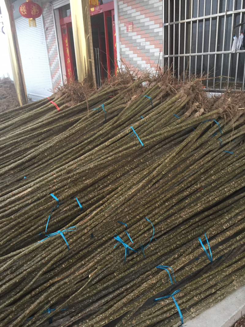 中红杨源头产地提供品种认证书南林3804，南林3412