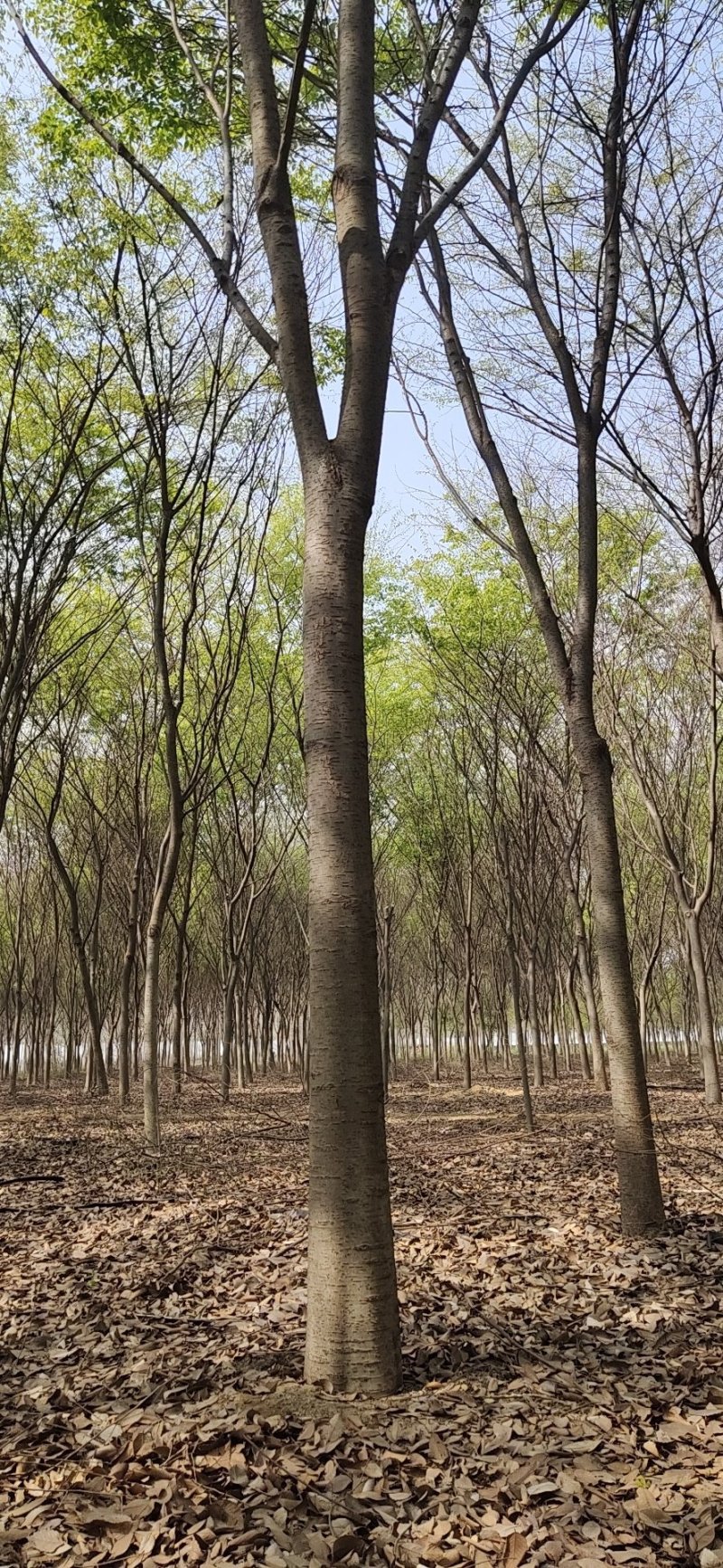 供应榉树，榉树苗木，丛生榉树树苗