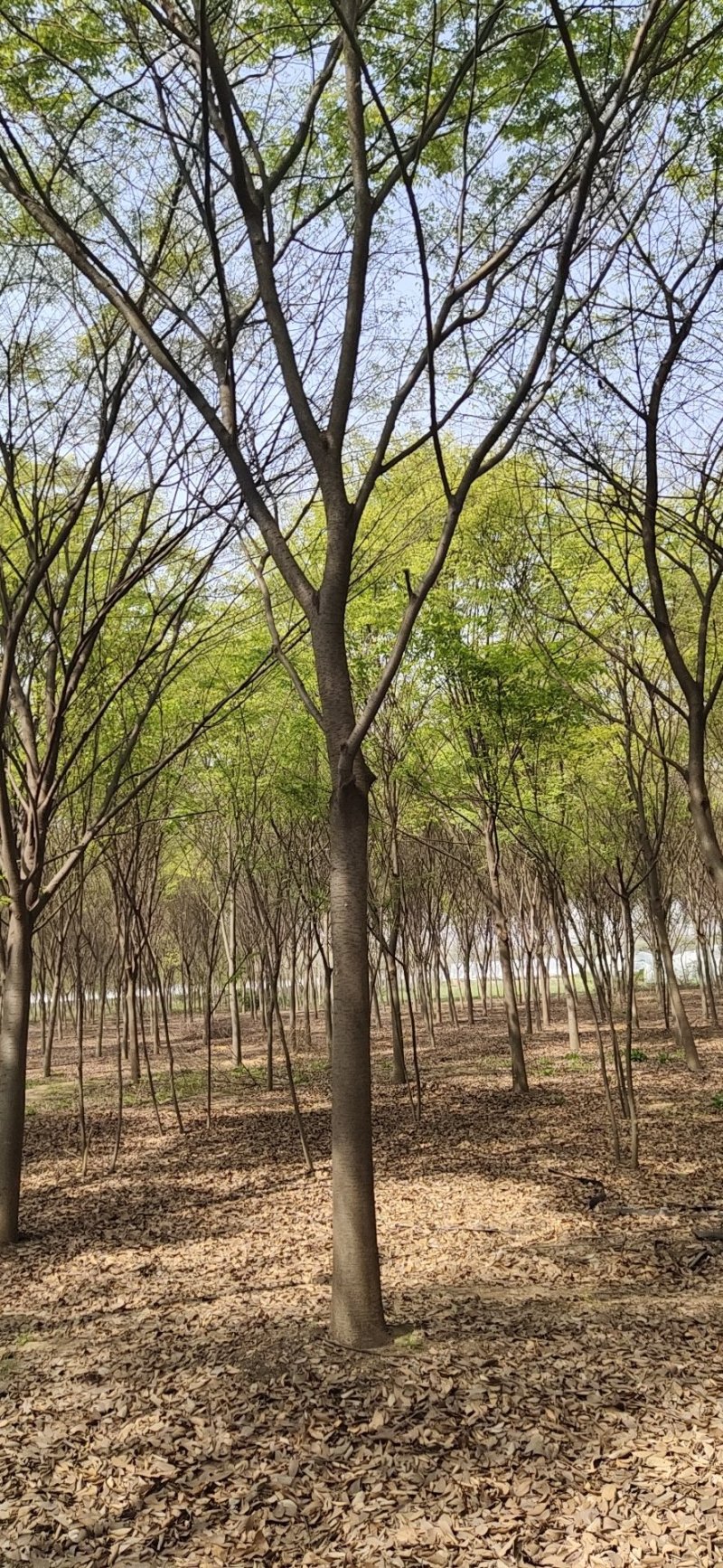供应榉树，榉树苗木，丛生榉树树苗