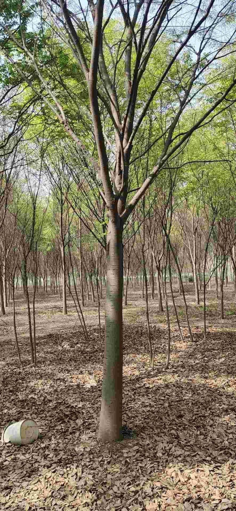 供应榉树，榉树苗木，丛生榉树树苗