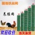 硬塑荷兰网圈地铁丝网养殖围栏隔离防护网鸡鸭鹅栅栏网