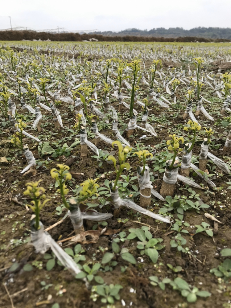 香橙砧木沃柑杯苗提供技术指导