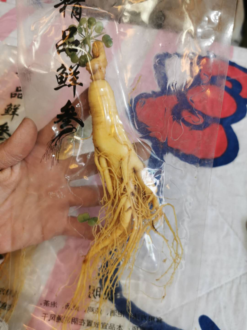 保鲜参袋装各种规格量大从优