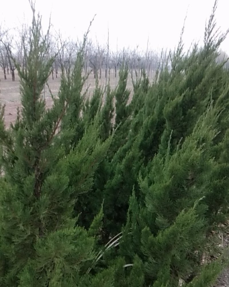 龙柏自已种的，没有中间商价格美丽，数量不多欲购从速