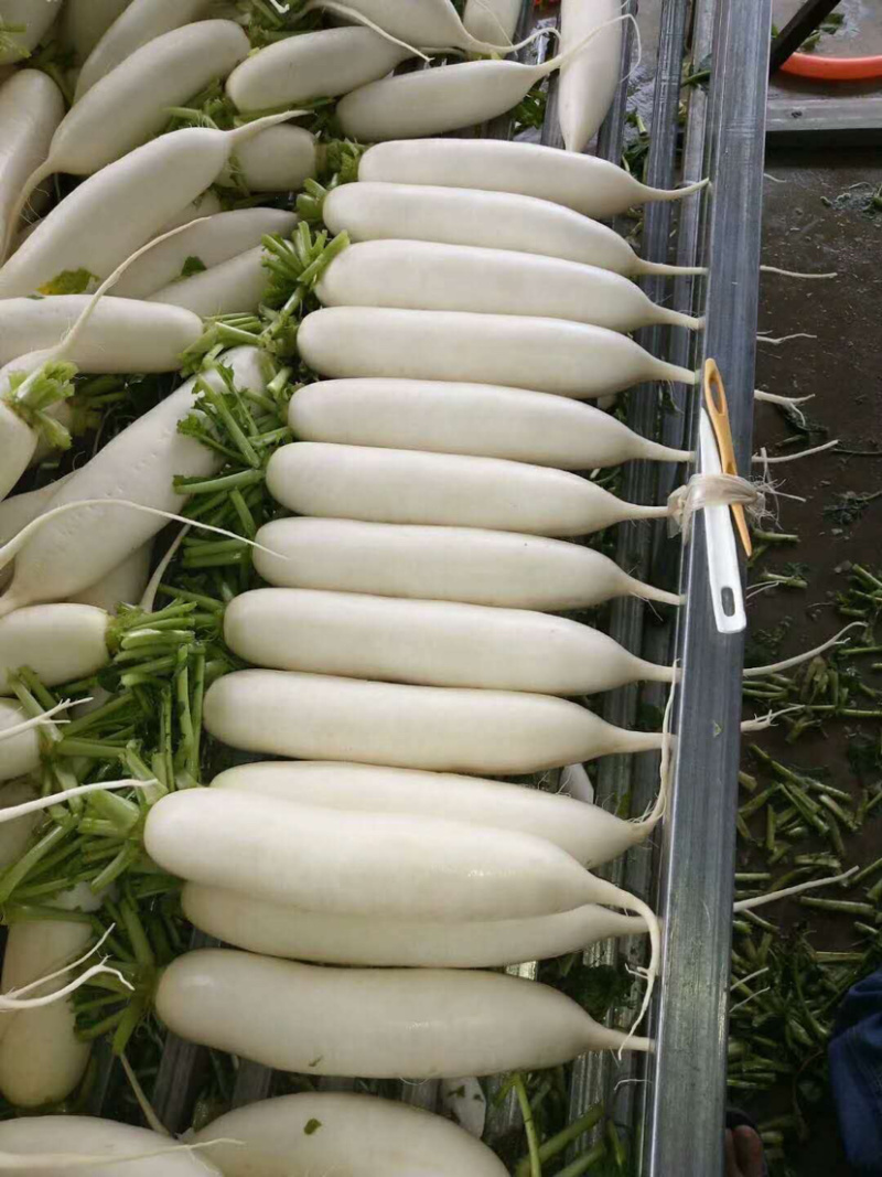 湖北沙洋天门白萝卜支持货到付款