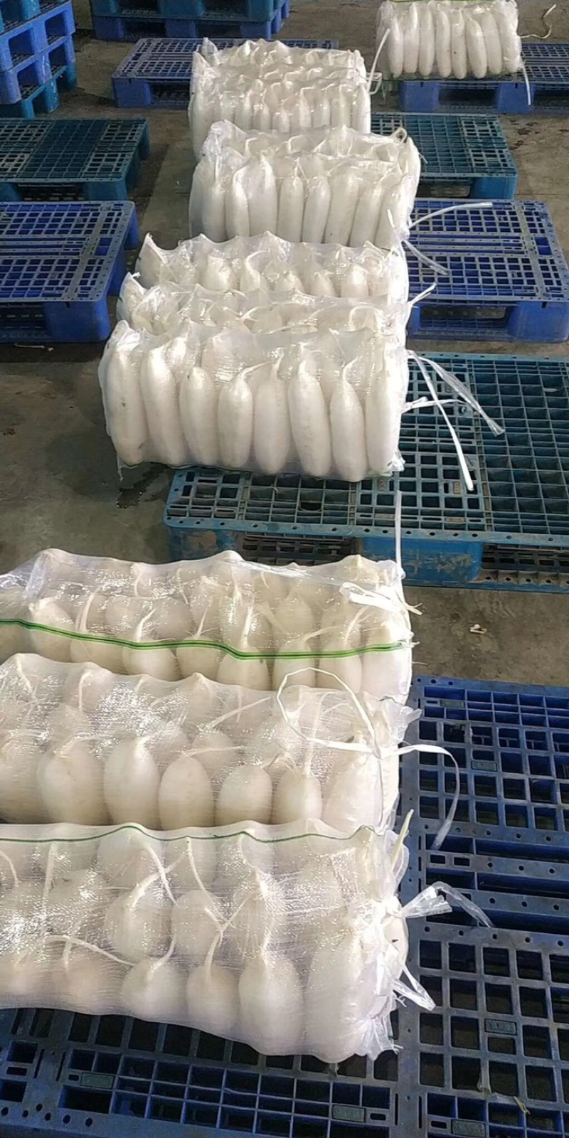 湖北沙洋天门白萝卜支持货到付款
