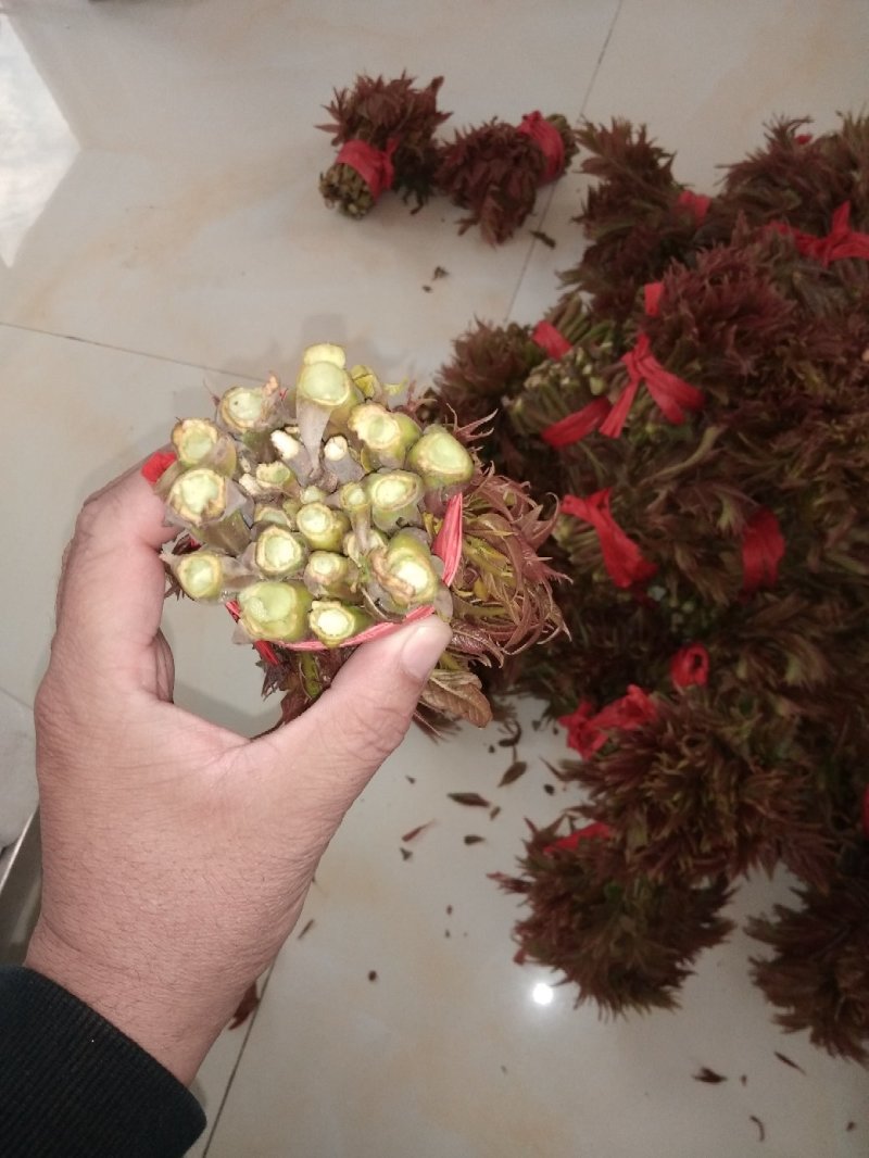 香椿芽