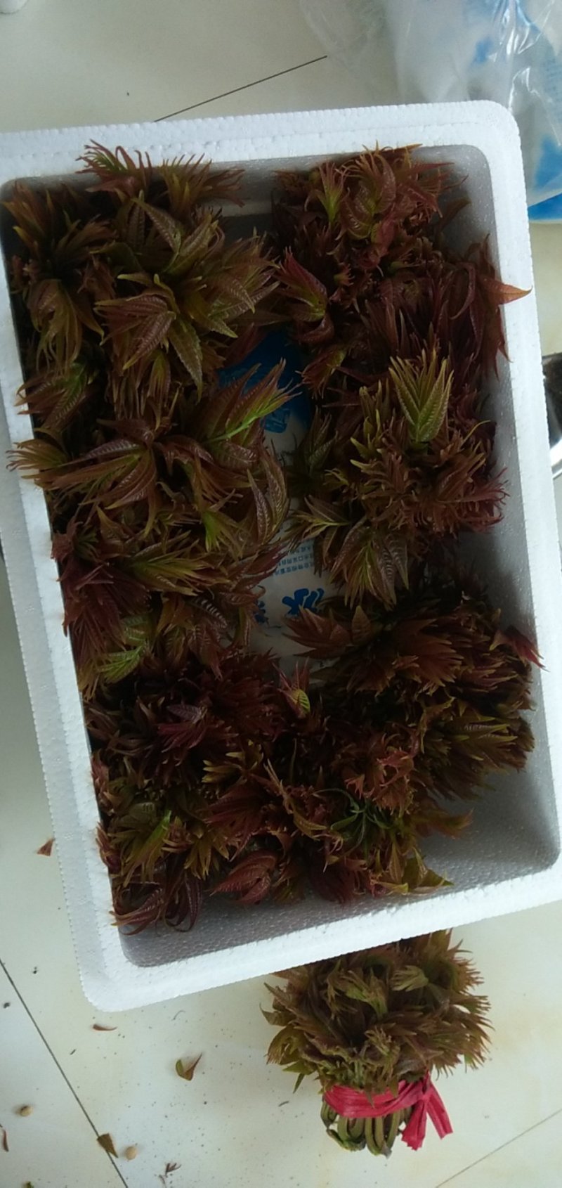 香椿芽