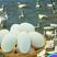 农家土鹅蛋营养丰富受精种鹅蛋可孵化保质保量包邮