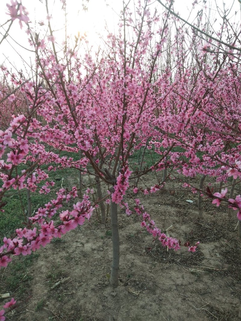 红叶碧桃4~6cm2.5~3米冠幅好自家种植无任何费