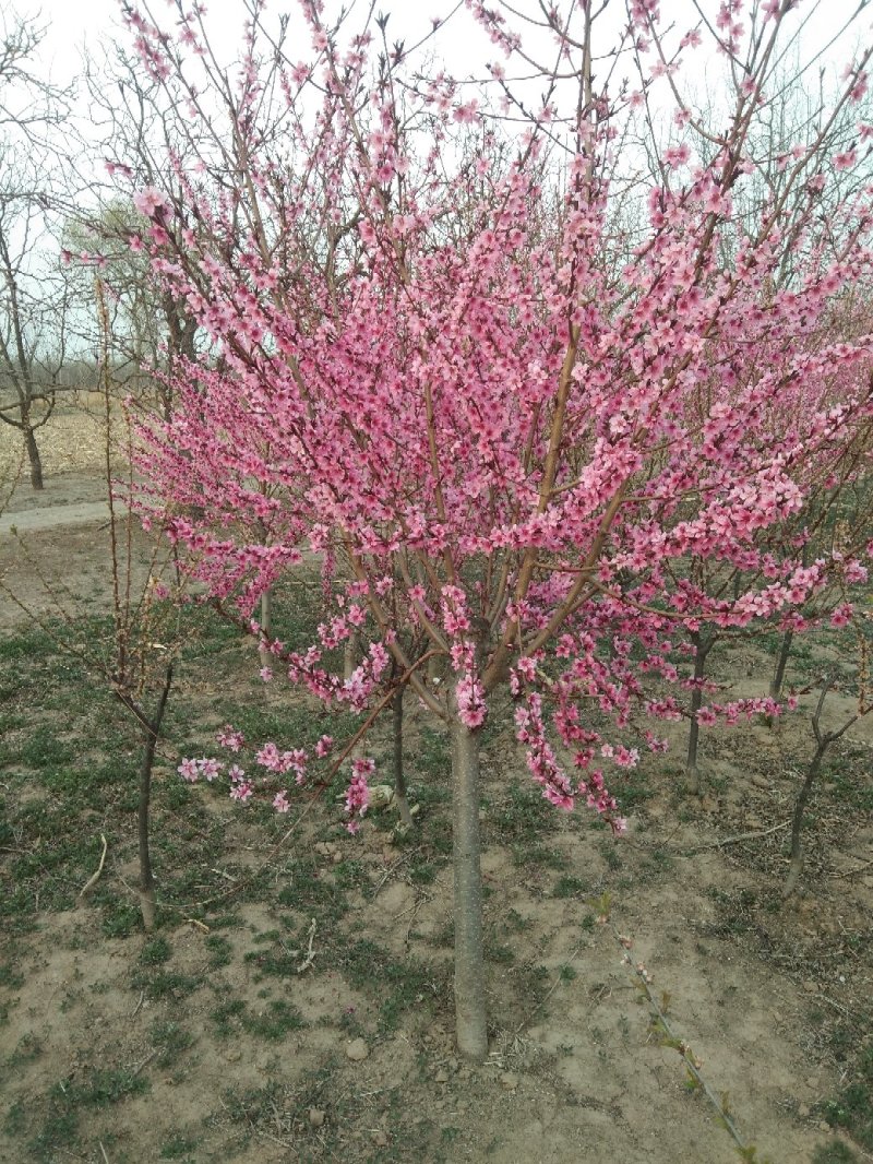 红叶碧桃4~6cm2.5~3米冠幅好自家种植无任何费