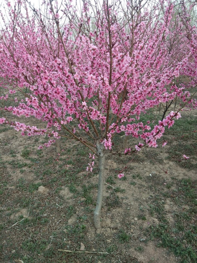 红叶碧桃4~6cm2.5~3米冠幅好自家种植无任何费