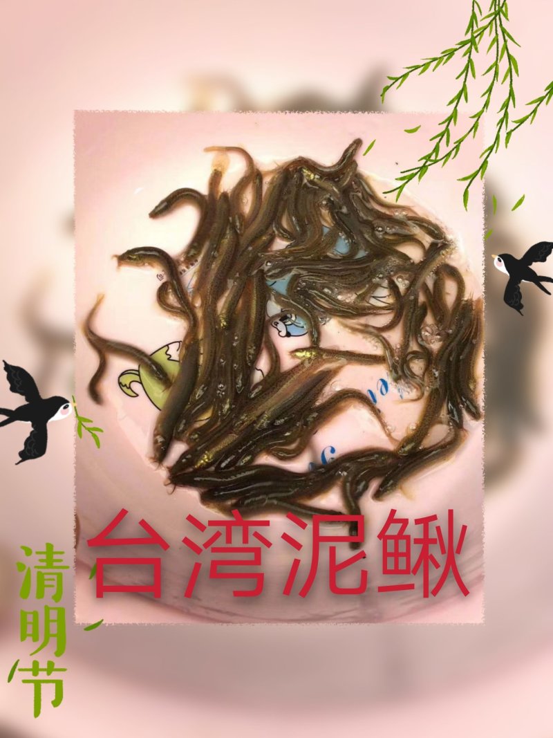 台湾泥鳅
