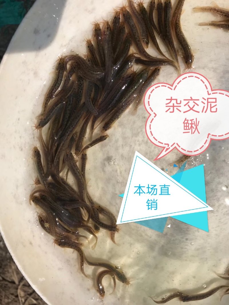 台湾泥鳅