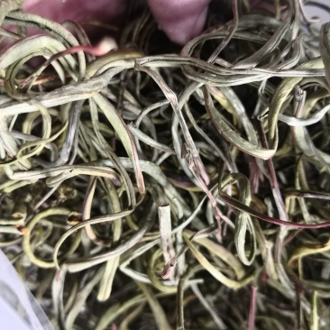 化石草进口500克起批无硫无添加不包邮只做正品