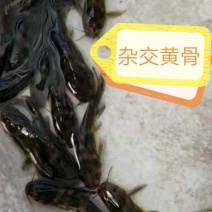 全雄黄骨鱼苗，杂交骨，