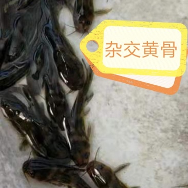 全雄黄骨鱼苗，杂交骨，