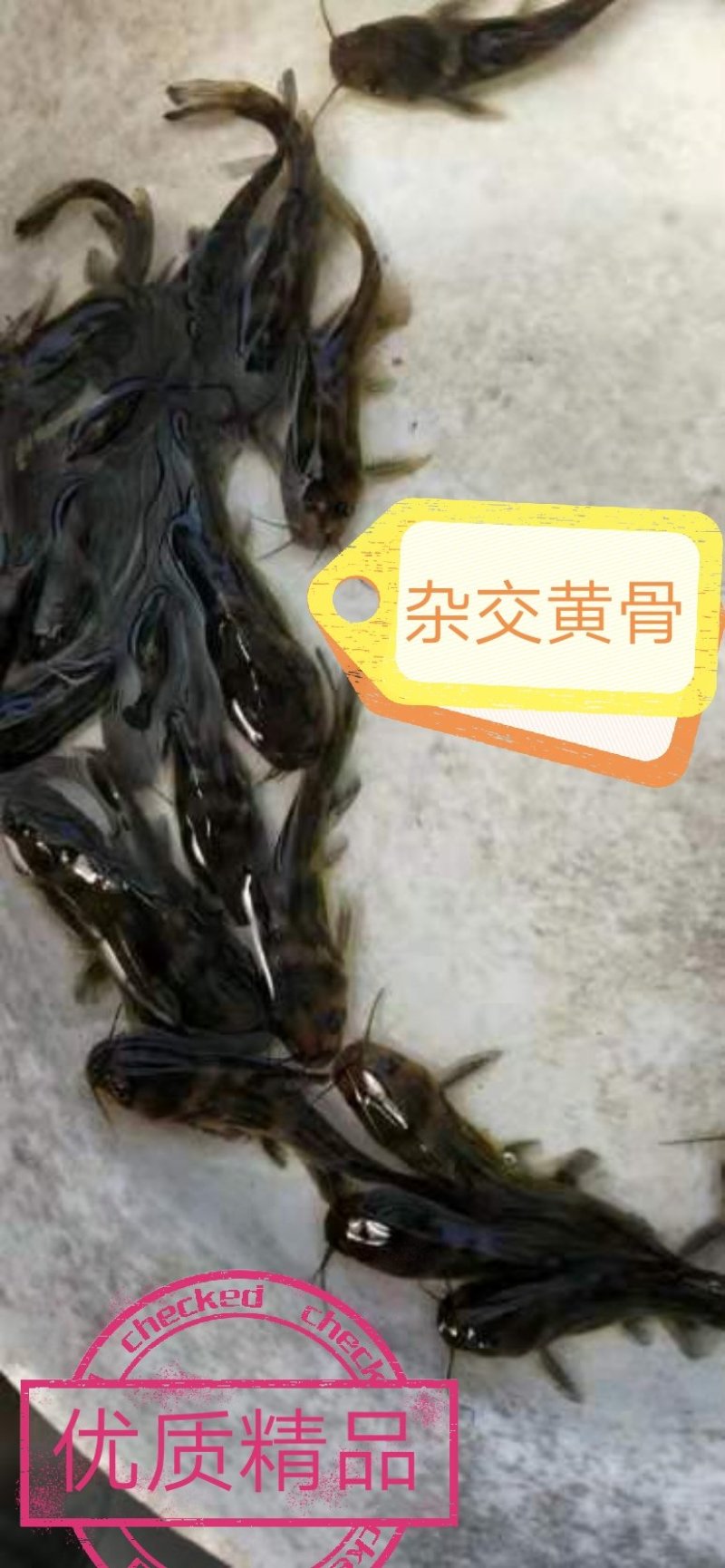 全雄黄骨鱼苗，杂交骨，