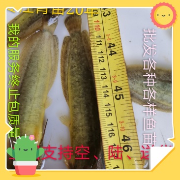 三黄塘角鱼，快大种，杂交育种