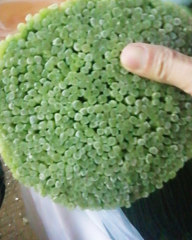 广东韭菜花质量保证货源充足一年四季均可供货欢迎实地