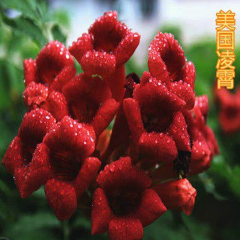 凌霄盆栽美国凌霄苗爬藤植物凌霄花苗阳台垂直绿化中华凌