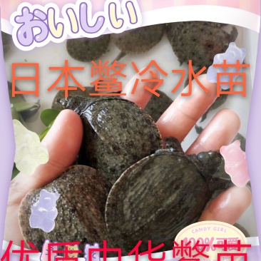 中华鳖苗