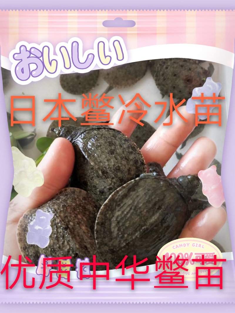 中华鳖苗