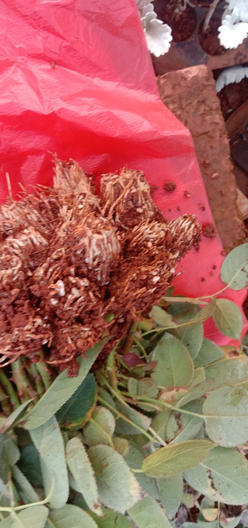 〔卡罗拉〕基地批发卡罗拉玫瑰花小苗-花朵大-抗病能力强