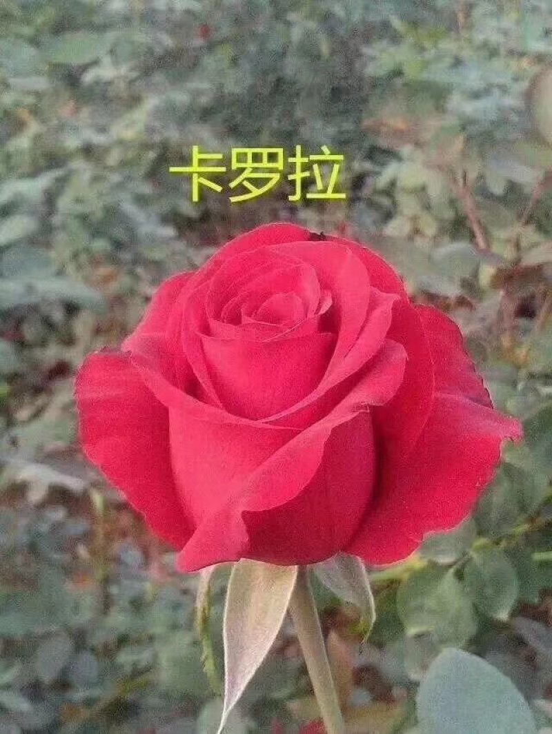 〔卡罗拉〕基地批发卡罗拉玫瑰花小苗-花朵大-抗病能力强