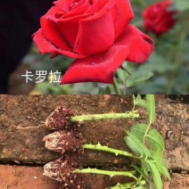 〔卡罗拉〕基地批发卡罗拉玫瑰花小苗-花朵大-抗病能力强