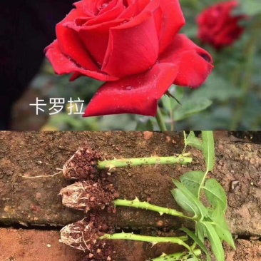 〔卡罗拉〕基地批发卡罗拉玫瑰花小苗-花朵大-抗病能力强