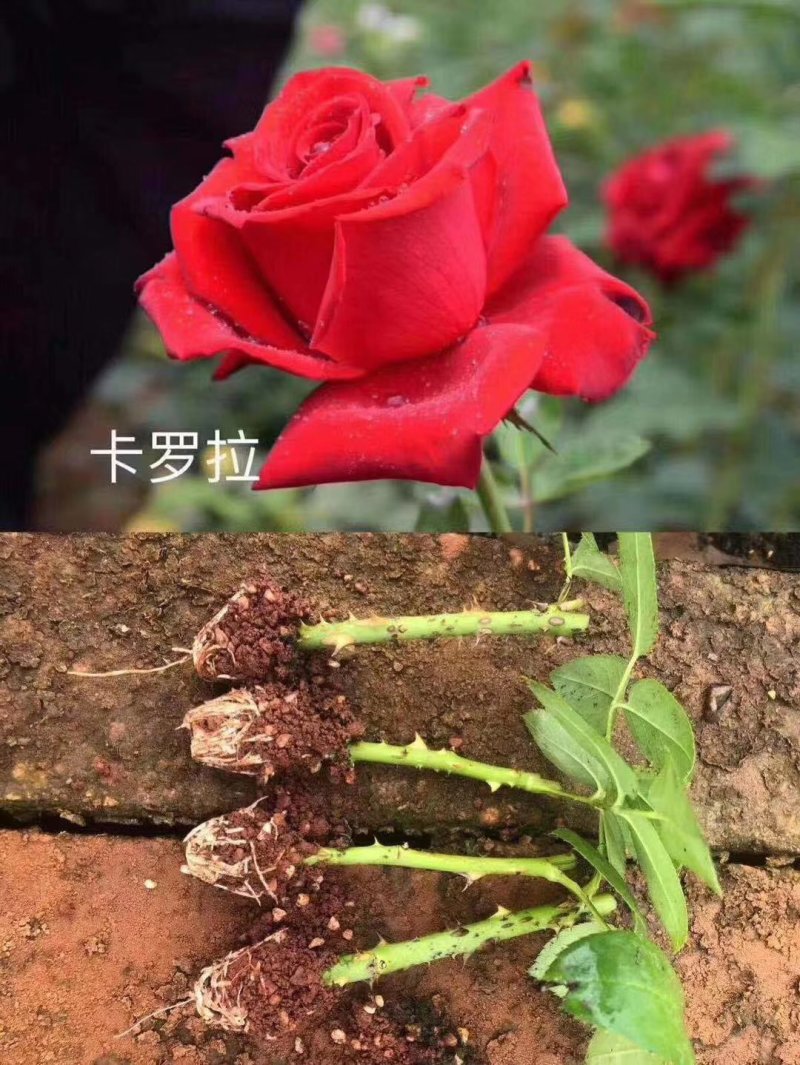〔卡罗拉〕基地批发卡罗拉玫瑰花小苗-花朵大-抗病能力强