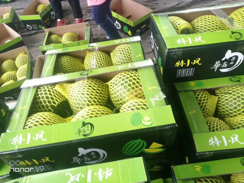 特小凤西瓜保质保量专业代办诚信合作可日供10万斤