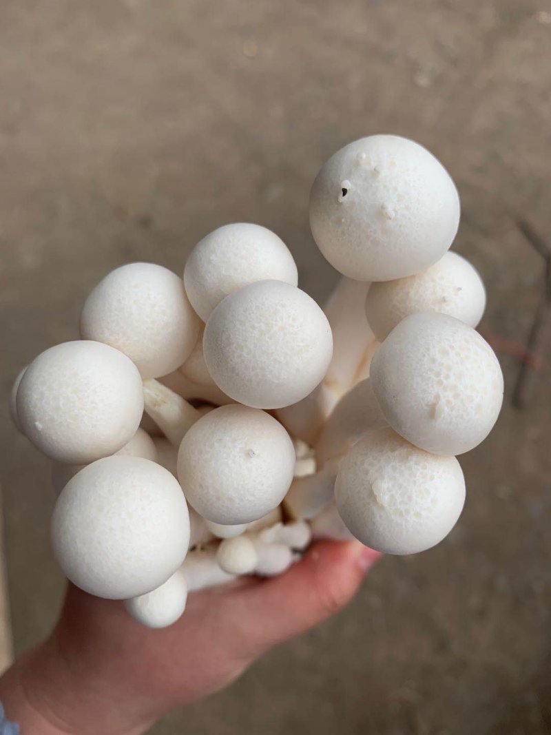 海鲜菇蟹味菇十元模式低价批发量大从优