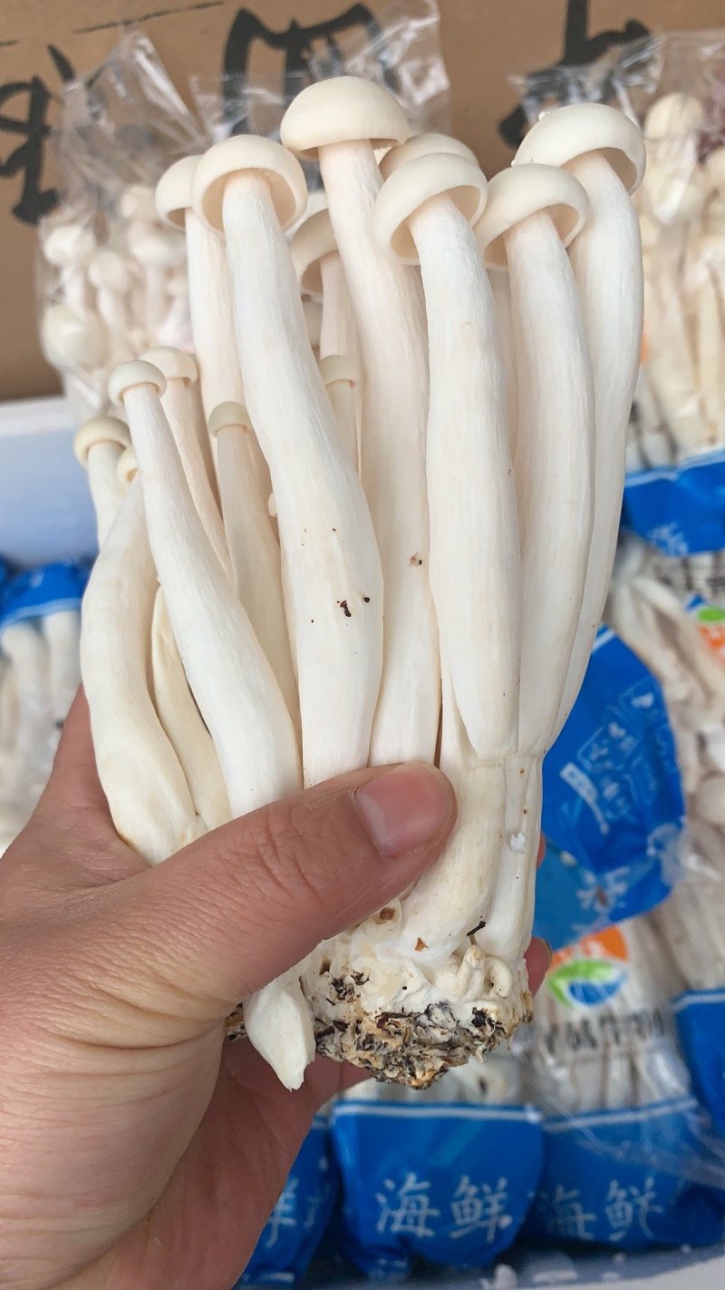海鲜菇蟹味菇十元模式低价批发量大从优