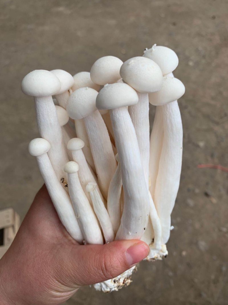 海鲜菇蟹味菇十元模式低价批发量大从优