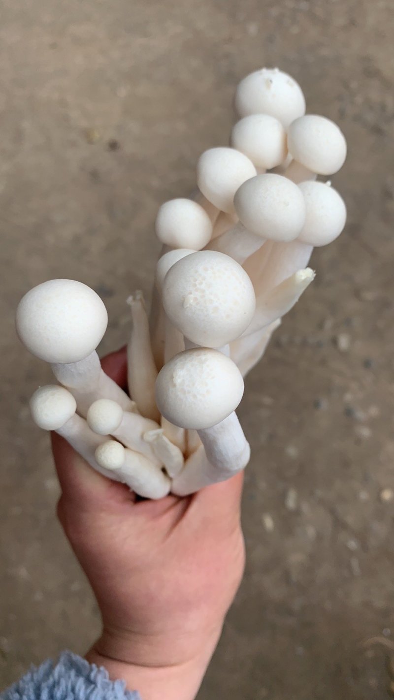 海鲜菇蟹味菇十元模式低价批发量大从优