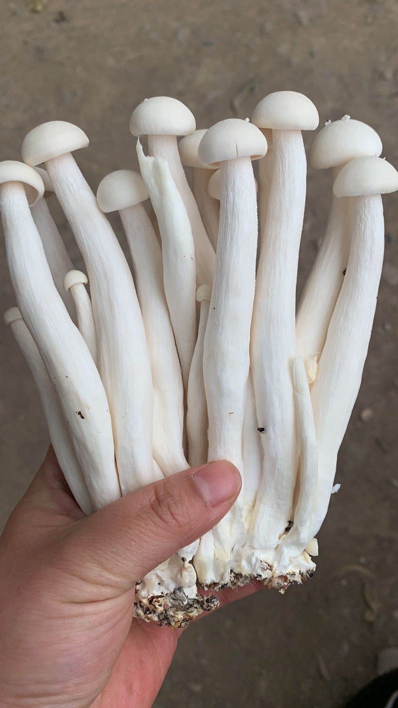 海鲜菇蟹味菇十元模式低价批发量大从优