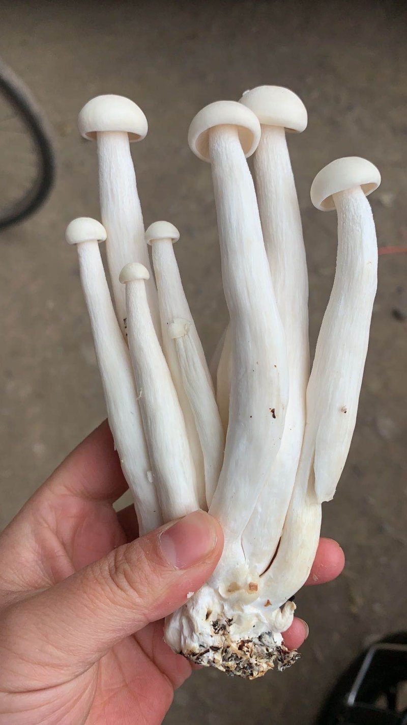 海鲜菇蟹味菇十元模式低价批发量大从优