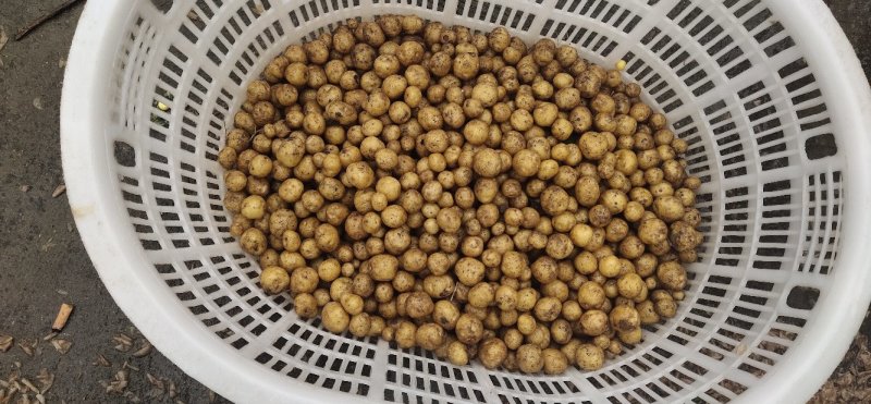 小王小土豆批发零售家乡土特产