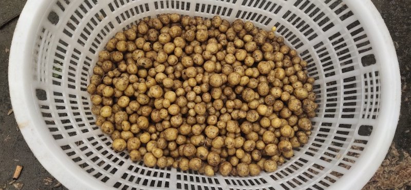 小王小土豆批发零售家乡土特产