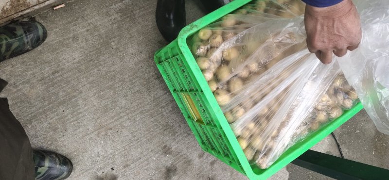 小王小土豆批发零售家乡土特产