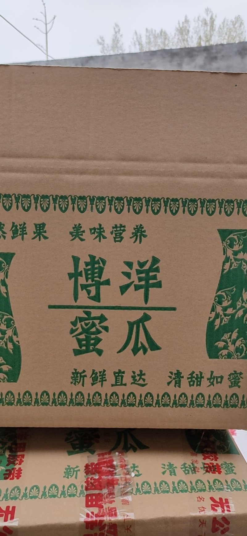 山东博洋61羊角蜜二级果