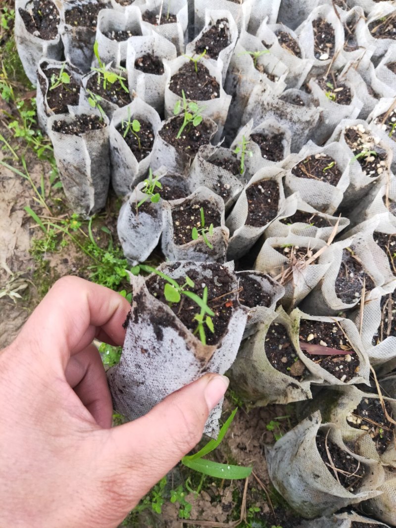 粉防己营养杯苗，不伤根容易种活，生长快，根须发达产量高