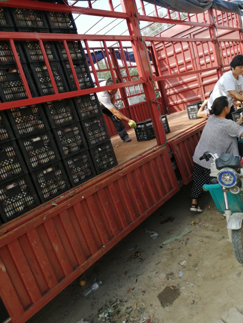 红富士苹果精品货源！质量保证！实力代收，按需包装质量保证