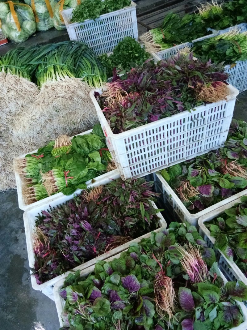 寒菜（新鮮红叶寒菜现货）