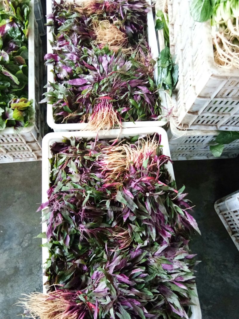 寒菜（新鮮红叶寒菜现货）
