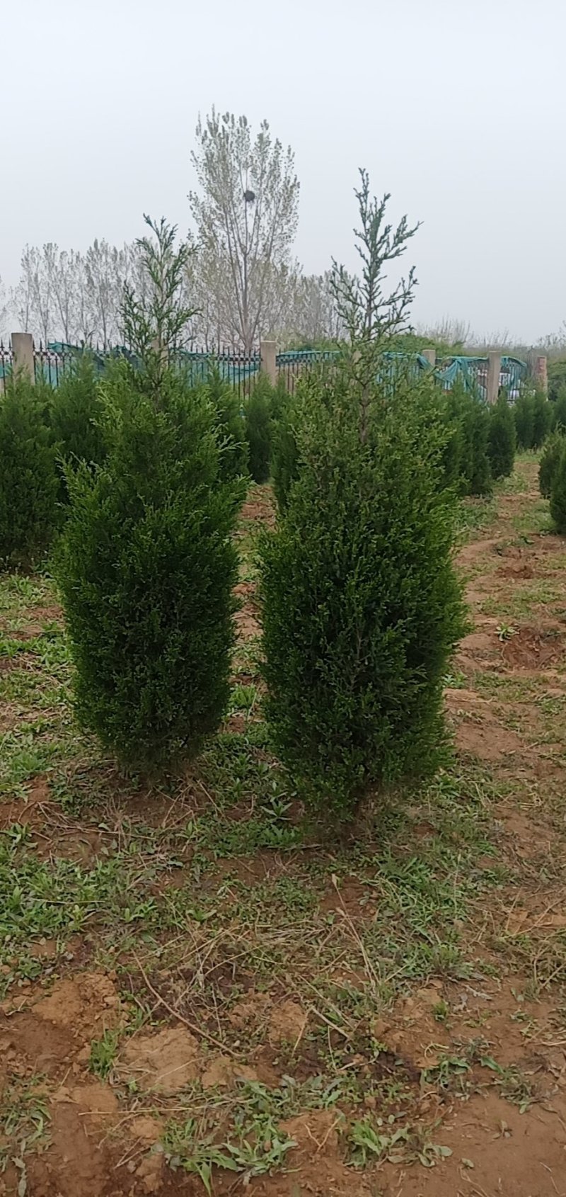蜀块1.5到3米，货源充足