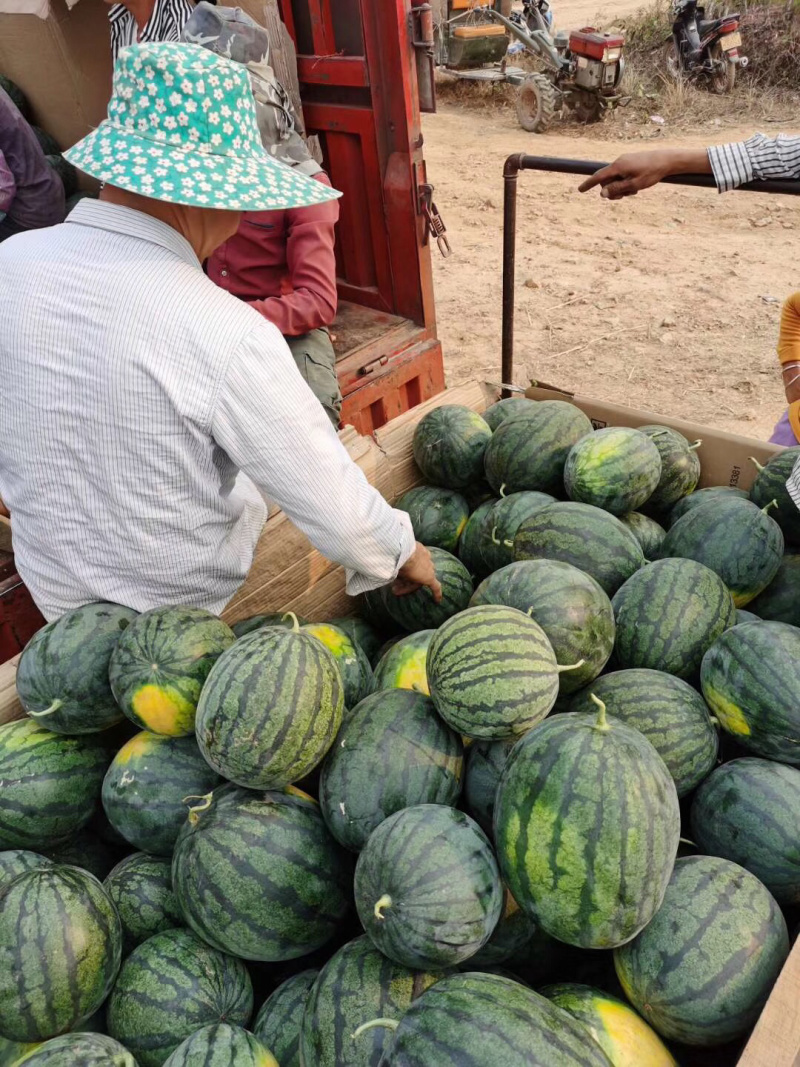 甜王黑金刚